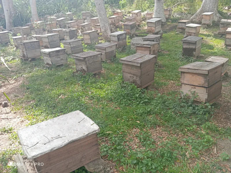 Revisión de una colmena en un apiario —fotografía de ejemplo, no es el plantel—