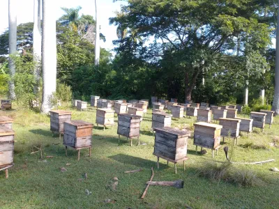 Revisión de una colmena en un apiario —fotografía de ejemplo, no es el plantel—