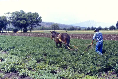 Siembra de maíz en una milpa —fotografía de ejemplo, no es el plantel—
