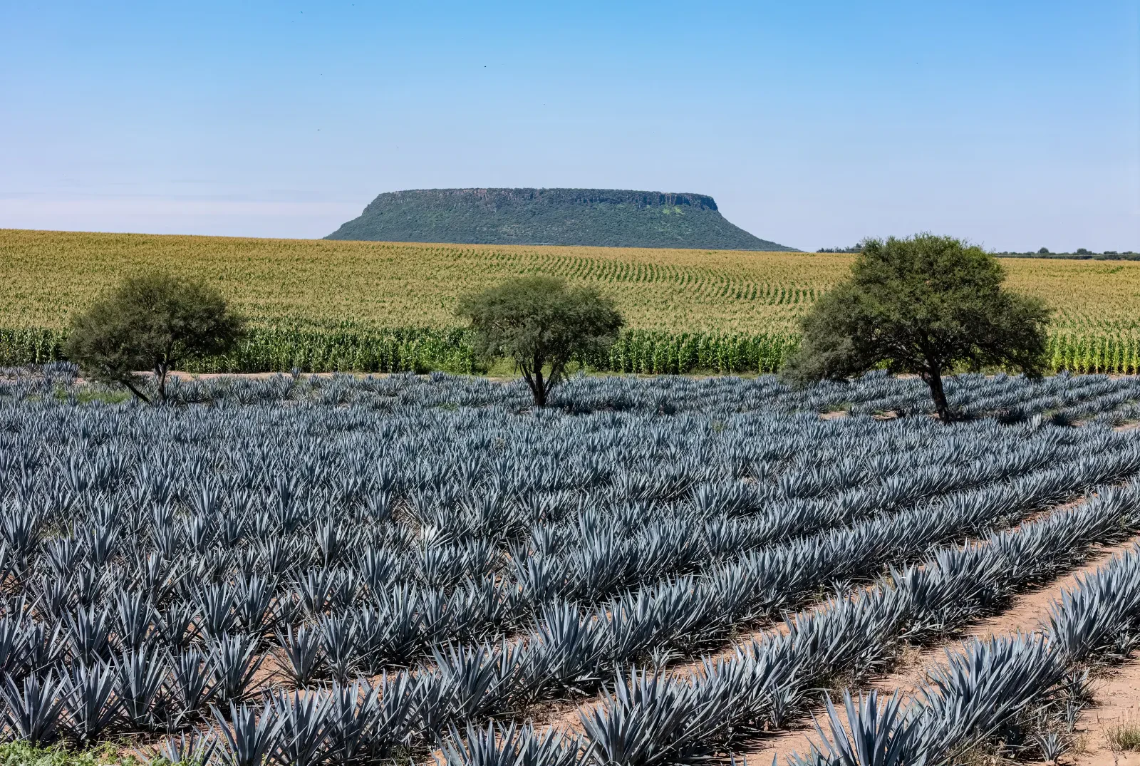 Siembra de maíz en una milpa —fotografía de ejemplo, no es el plantel—