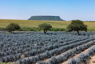 Siembra de maíz en una milpa —fotografía de ejemplo, no es el plantel—