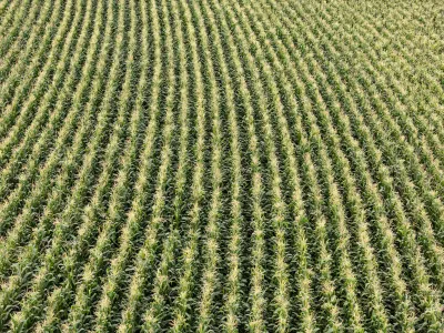Siembra de maíz en una milpa —fotografía de ejemplo, no es el plantel—