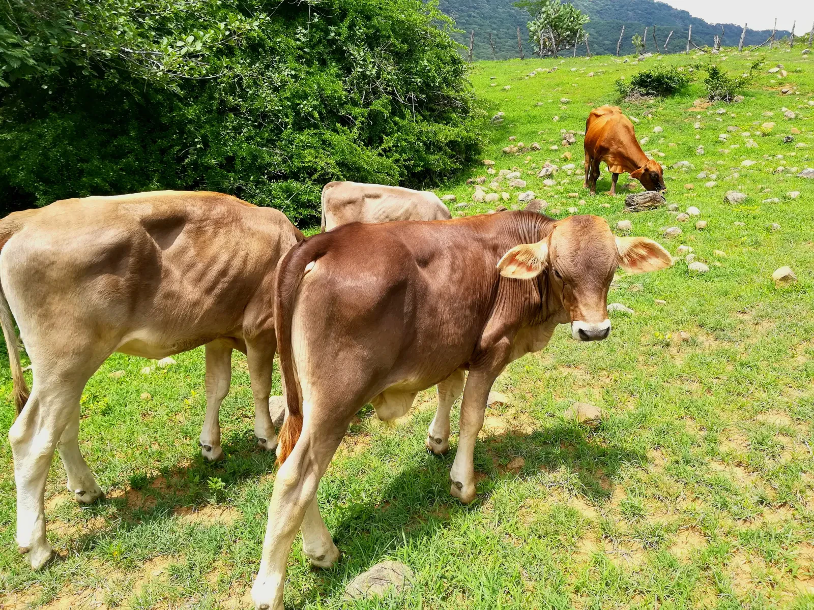 Alimentación de ganado bovino en un corral —fotografía de ejemplo, no es el plantel—
