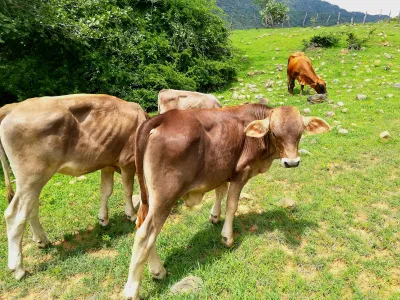 Alimentación de ganado bovino en un corral —fotografía de ejemplo, no es el plantel—