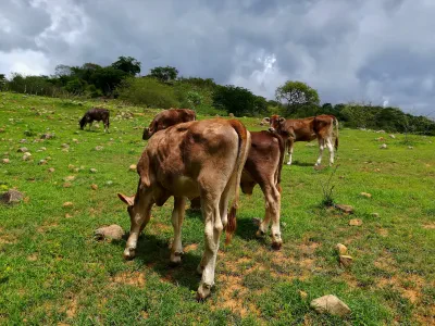 Alimentación de ganado bovino en un corral —fotografía de ejemplo, no es el plantel—