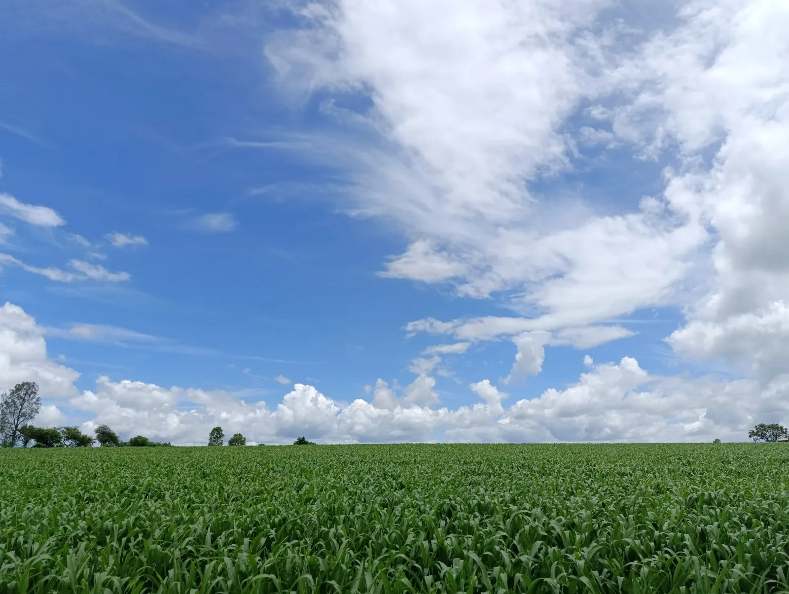 Siembra de maíz en una milpa —fotografía de ejemplo, no es el plantel—