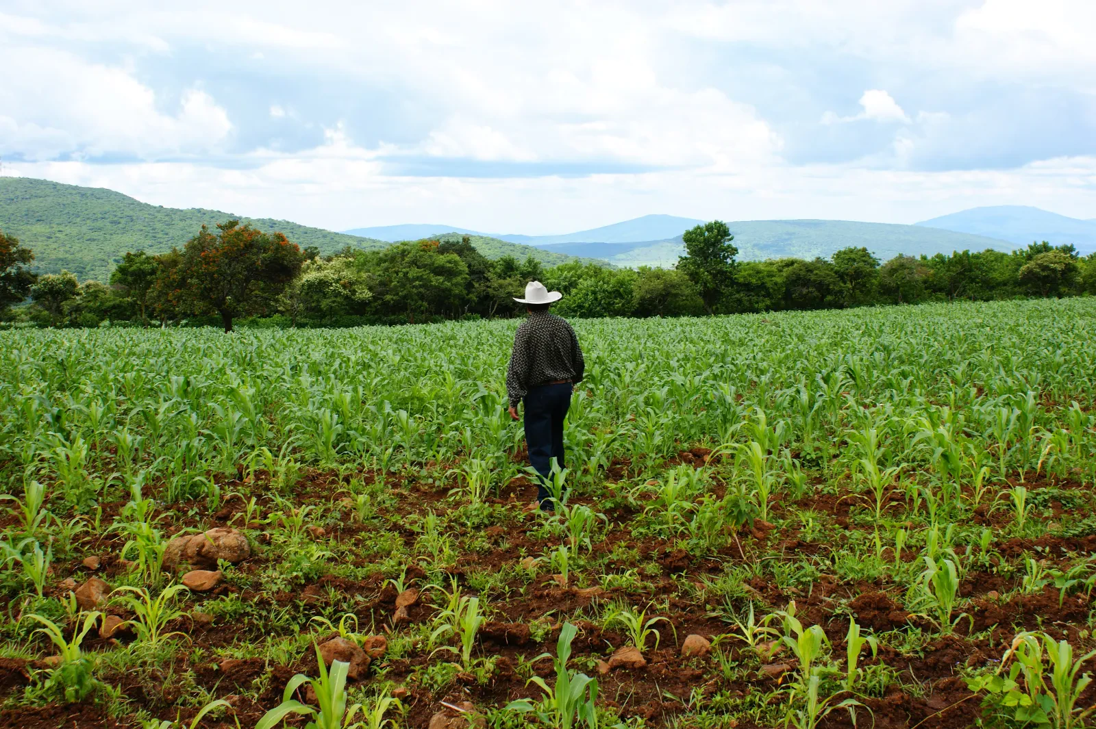 Siembra de maíz en una milpa —fotografía de ejemplo, no es el plantel—